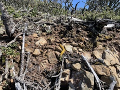 Ariolimax brachyphallus