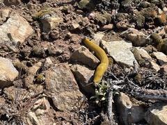 Ariolimax brachyphallus