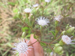 Chromolaena serratuloides