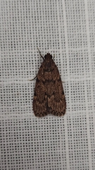 Mimaglossa nauplialis