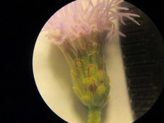 Chromolaena serratuloides