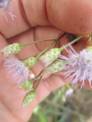 Chromolaena serratuloides