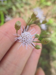 Chromolaena serratuloides