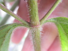 Chromolaena serratuloides