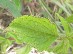Chromolaena serratuloides