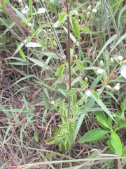 Chromolaena serratuloides