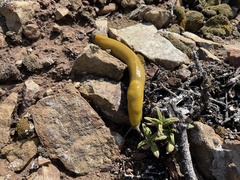 Ariolimax brachyphallus