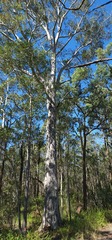 Corymbia maculata