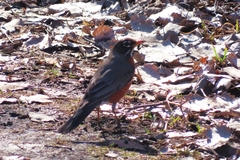 Turdus migratorius