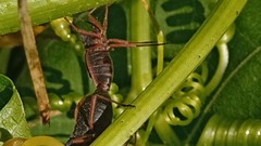 Anasa