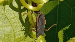 Anasa