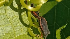 Anasa