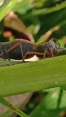 Anasa