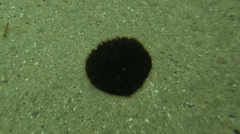 Scaphechinus mirabilis