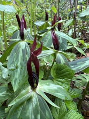 Trillium lancifolium