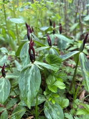 Trillium lancifolium