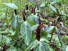 Trillium lancifolium