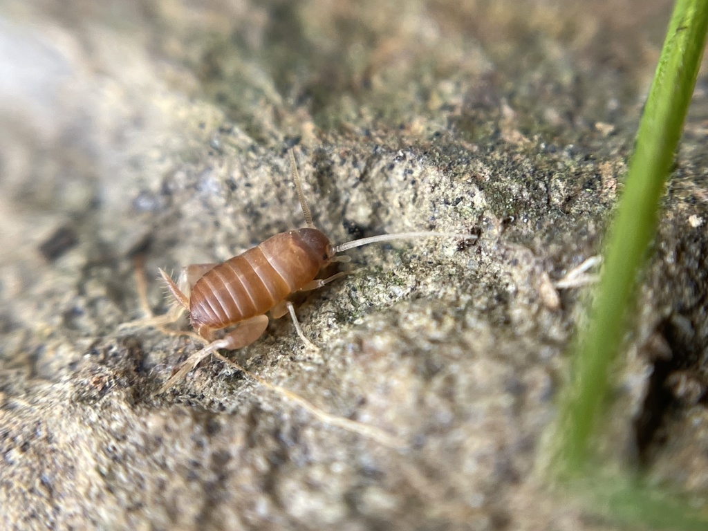 Myrmecophilus from San Bruno Mountain Park, Brisbane, CA, US on April ...