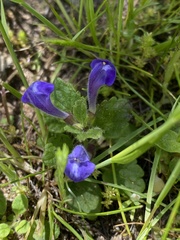 Scutellaria tuberosa