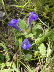 Scutellaria tuberosa