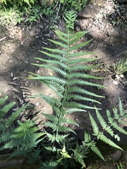 Pseudophegopteris