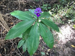 Dichorisandra thyrsiflora