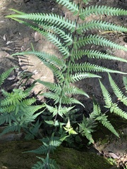 Pseudophegopteris
