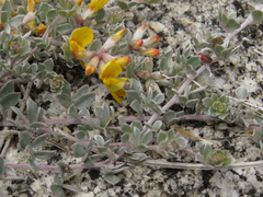 Acmispon argophyllus argophyllus