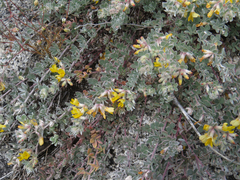 Acmispon argophyllus argophyllus