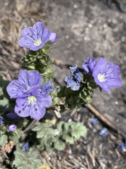 Phacelia ciliata