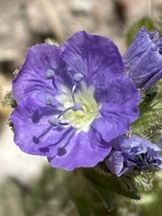 Phacelia ciliata