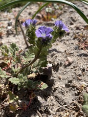 Phacelia ciliata