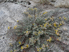 Acmispon argophyllus argophyllus