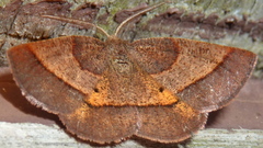 Metarranthis obfirmaria
