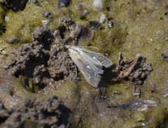 Diastictis