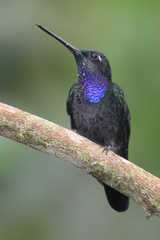 Campylopterus villaviscensio