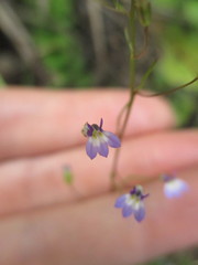 Diastatea micrantha