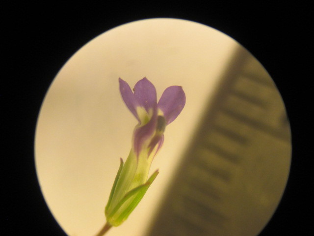 Diastatea micrantha image