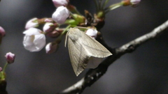 Descoreba simplex