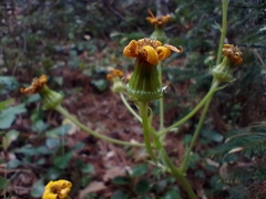 Senecio sandersianus