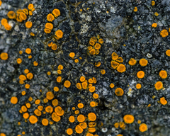 Polycauliona luteominia