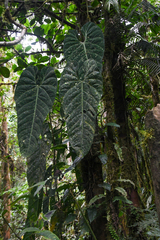 Anthurium metallicum