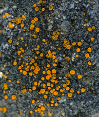Polycauliona luteominia