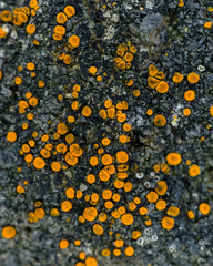 Polycauliona luteominia
