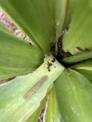 Epiphryne verriculata