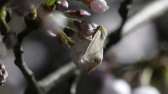 Descoreba simplex