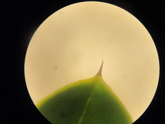 Dasyphyllum popayanense