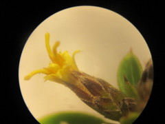 Dasyphyllum popayanense