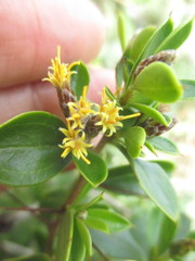 Dasyphyllum popayanense