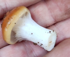 Cortinarius austroturmalis